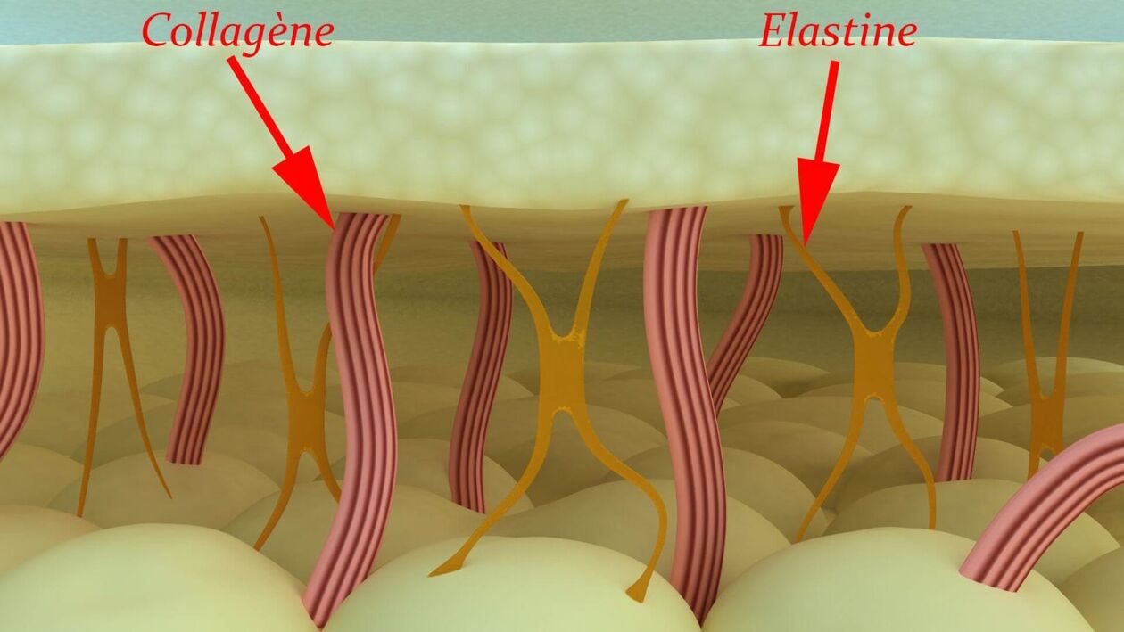 Collagen and elastin - the skin's structural proteins
